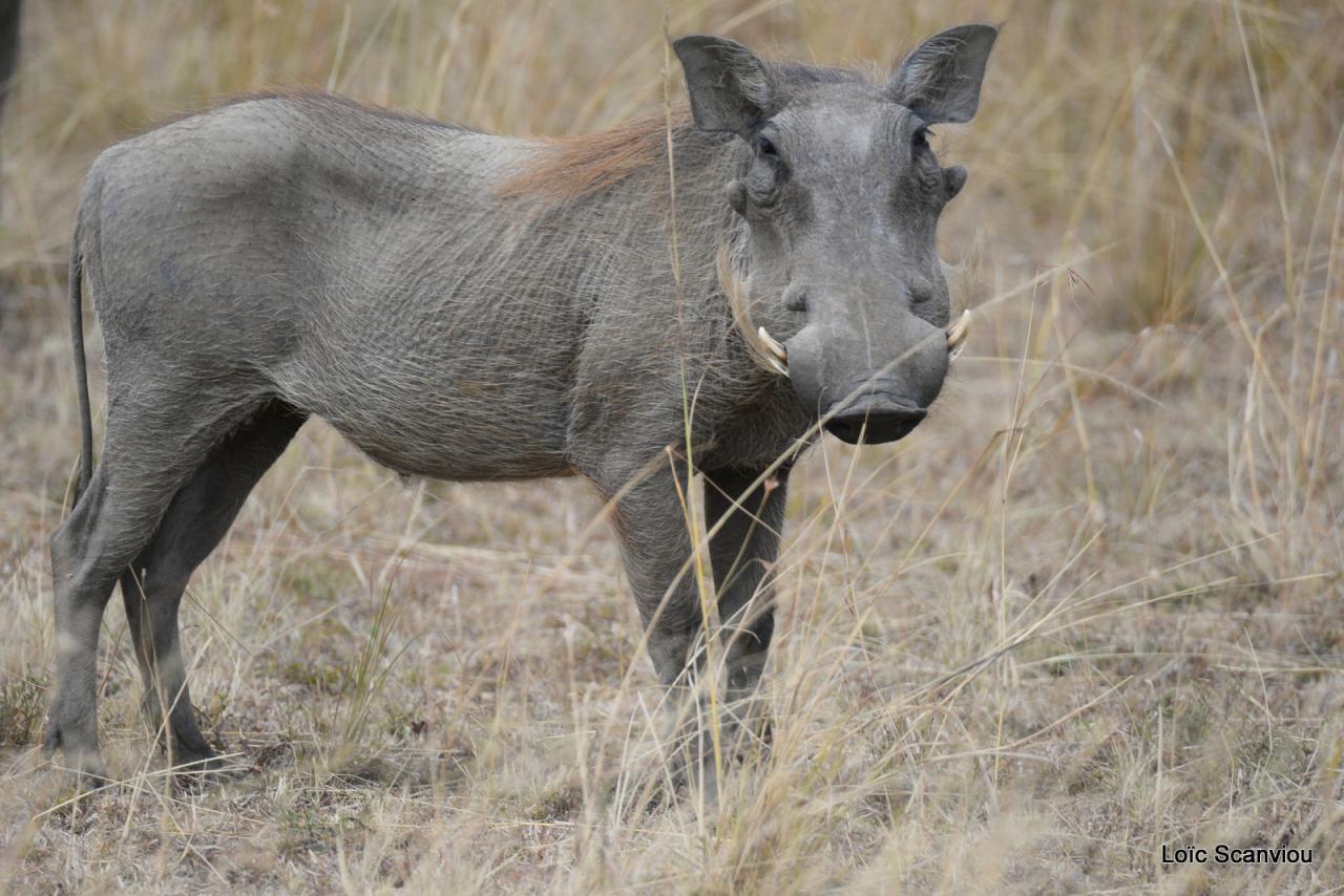 Phacochère/Warthog (2)