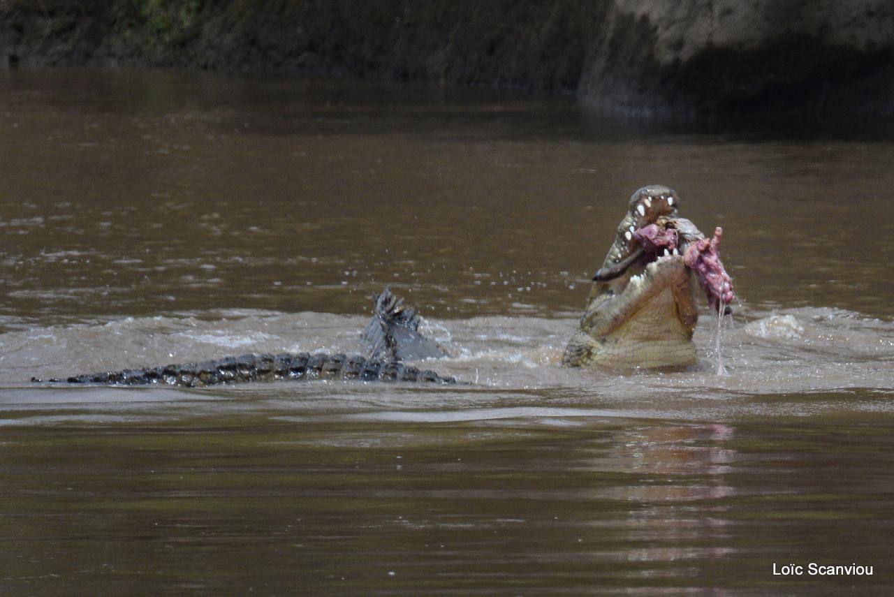 Crocodile (25)
