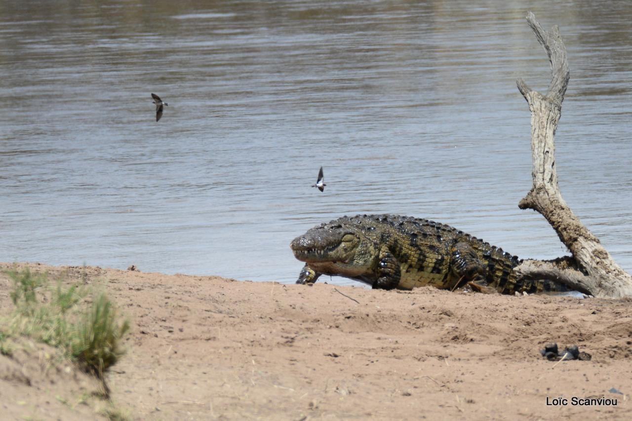 Crocodile (26)