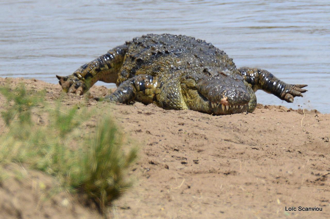 Crocodile (27)