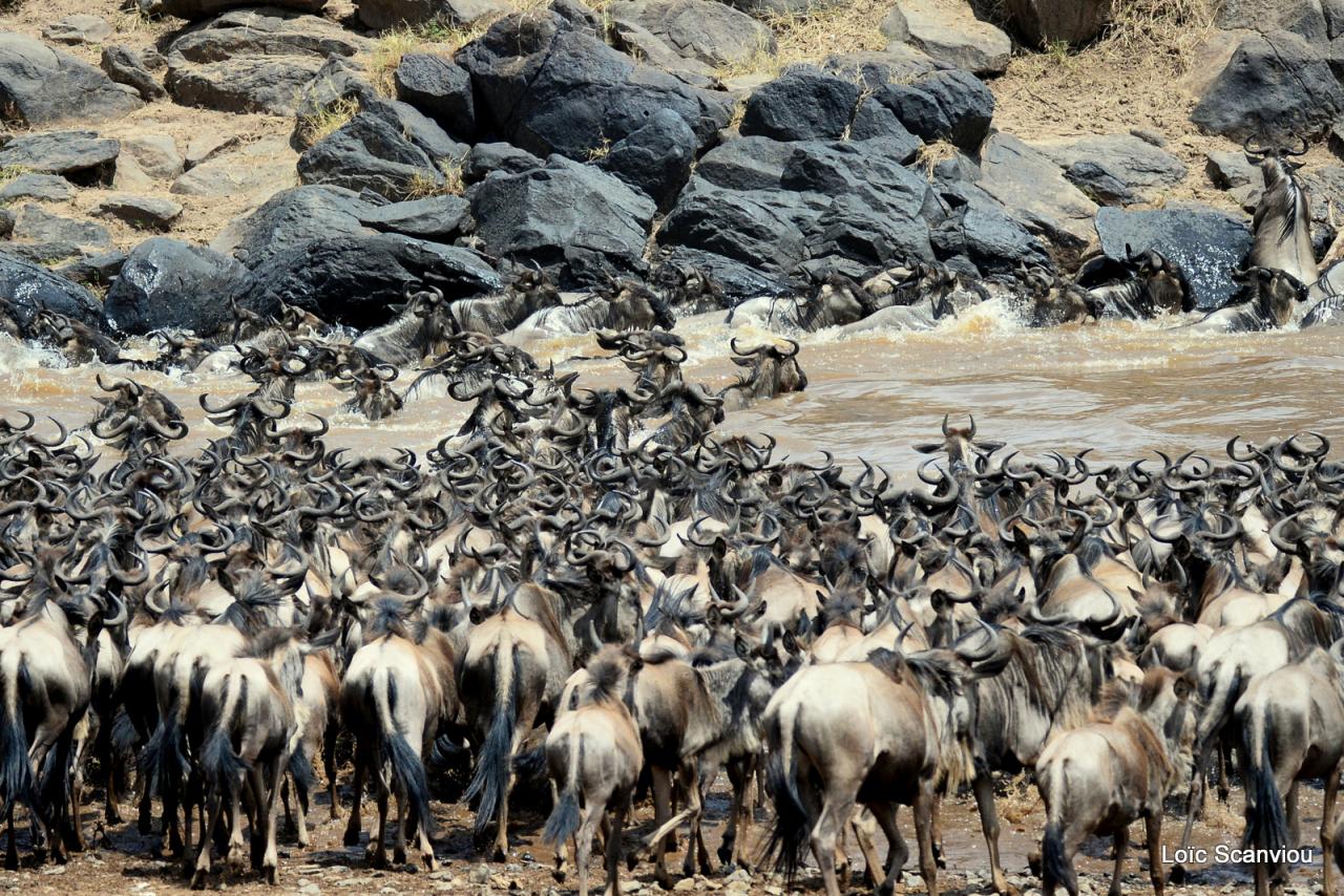 Traversée de la Mara/Mara River Crossing (7)