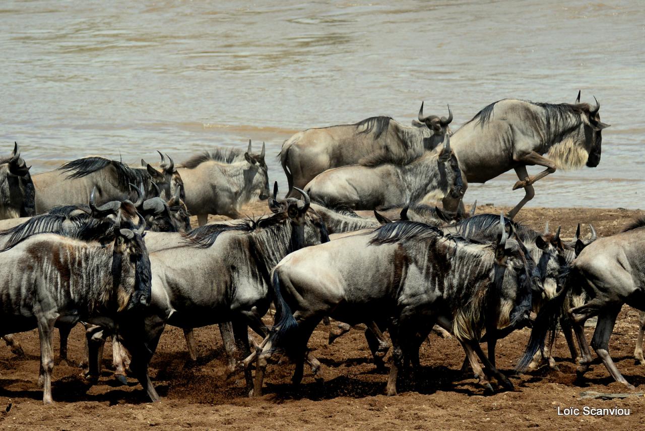 Traversée de la Mara/Mara River Crossing (9)