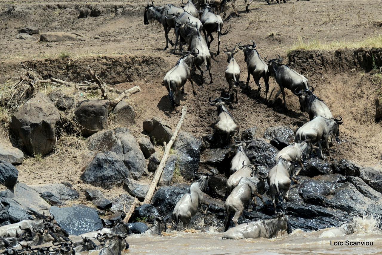 Traversée de la Mara/Mara River Crossing (10)