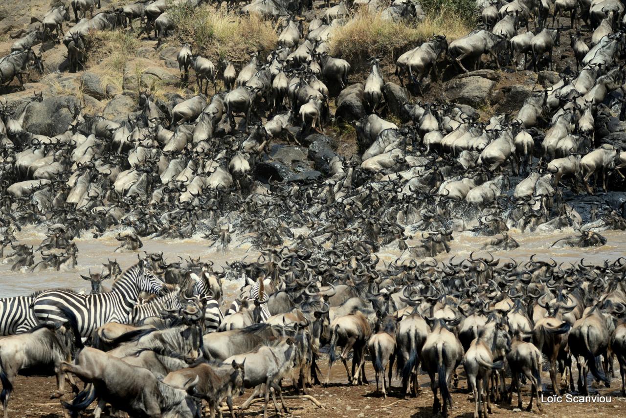 Traversée de la Mara/Mara River Crossing (11)