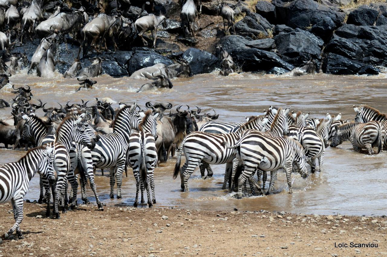 Traversée de la Mara/Mara River Crossing (12)