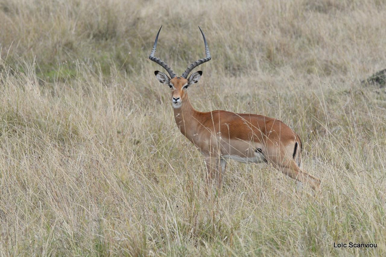 Impala (1)