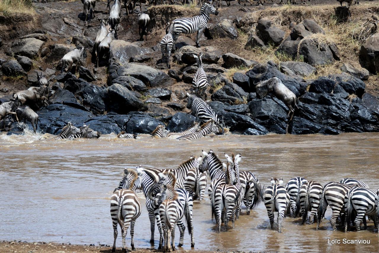 Traversée de la Mara/Mara River Crossing (13)