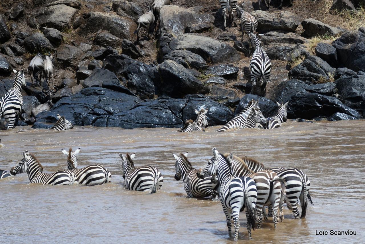 Traversée de la Mara/Mara River Crossing (14)