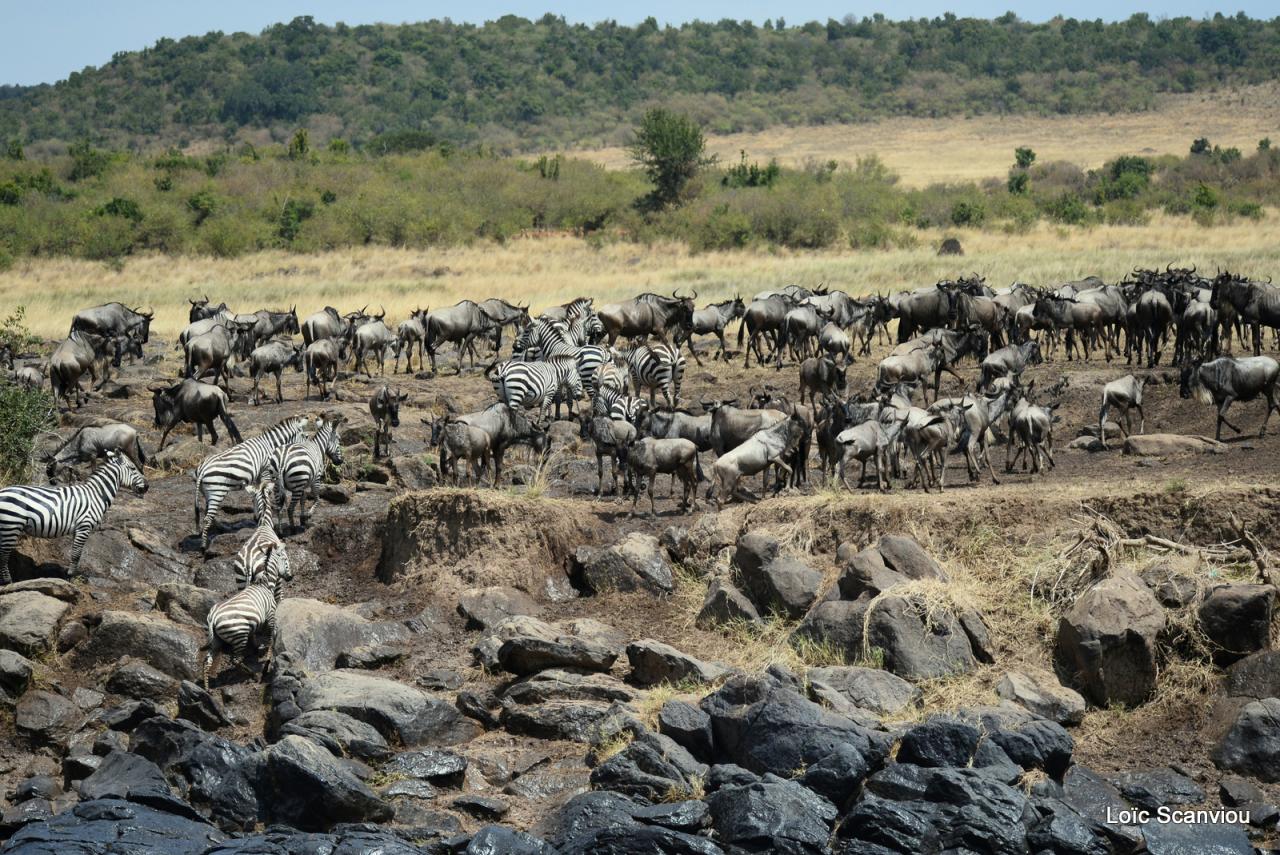 Traversée de la Mara/Mara River Crossing (15)