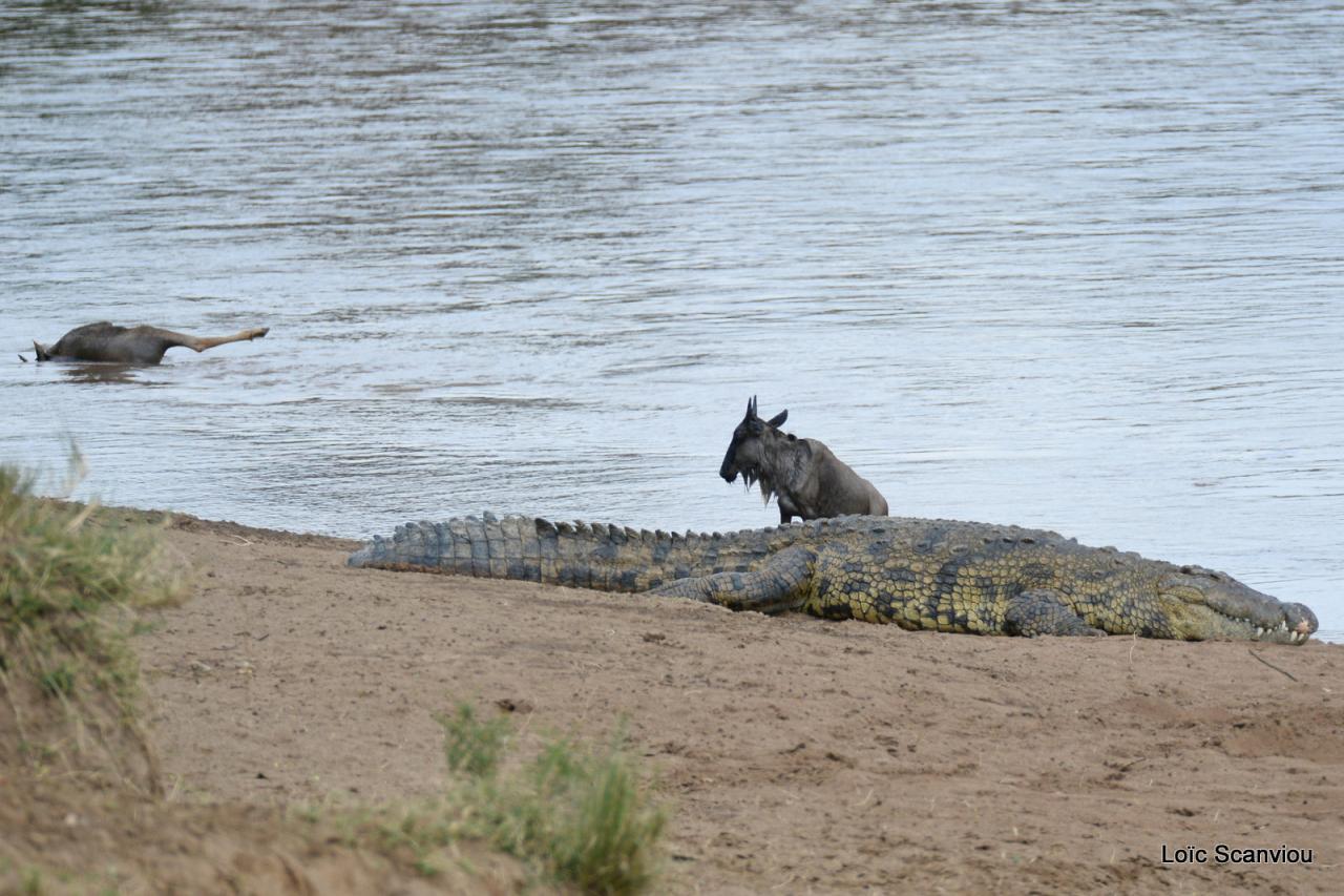 Traversée de la Mara/Mara River Crossing (16)