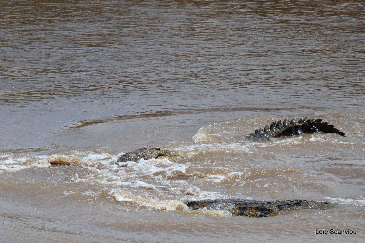 Crocodile (28)