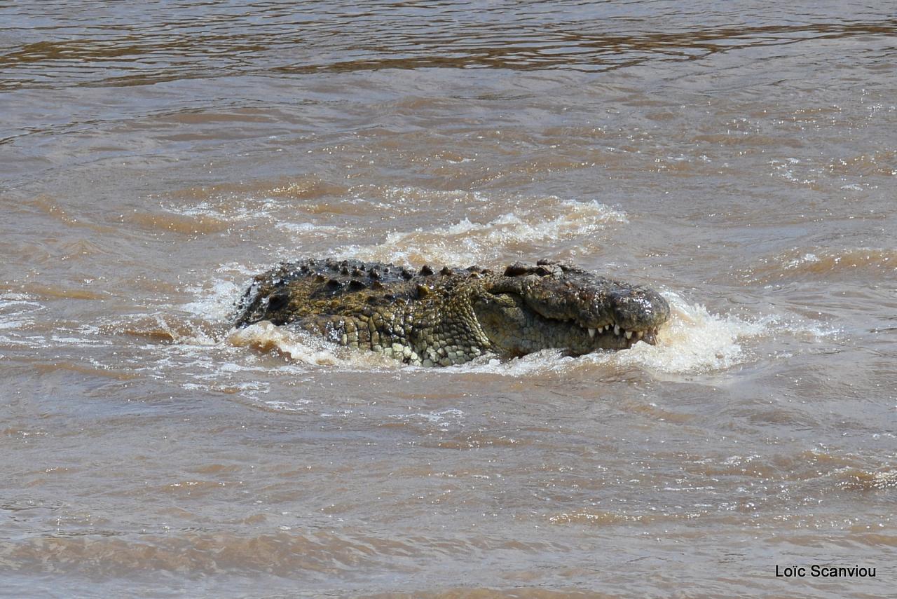 Crocodile (29)
