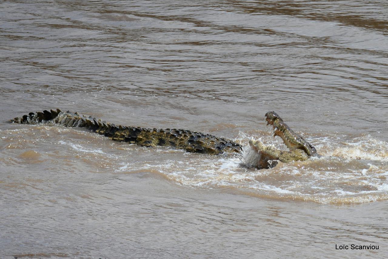 Crocodile (30)