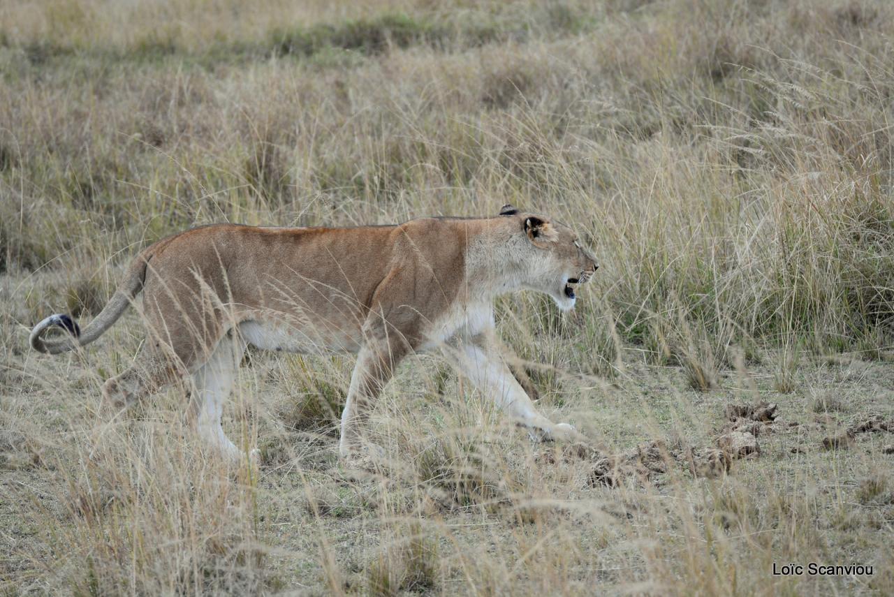 Lion (9)
