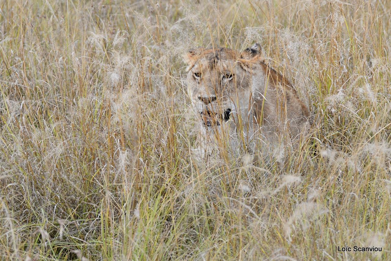 Lion (10)