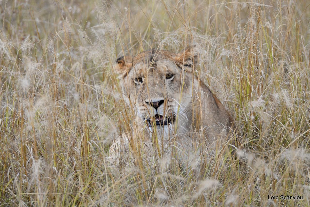 Lion (11)