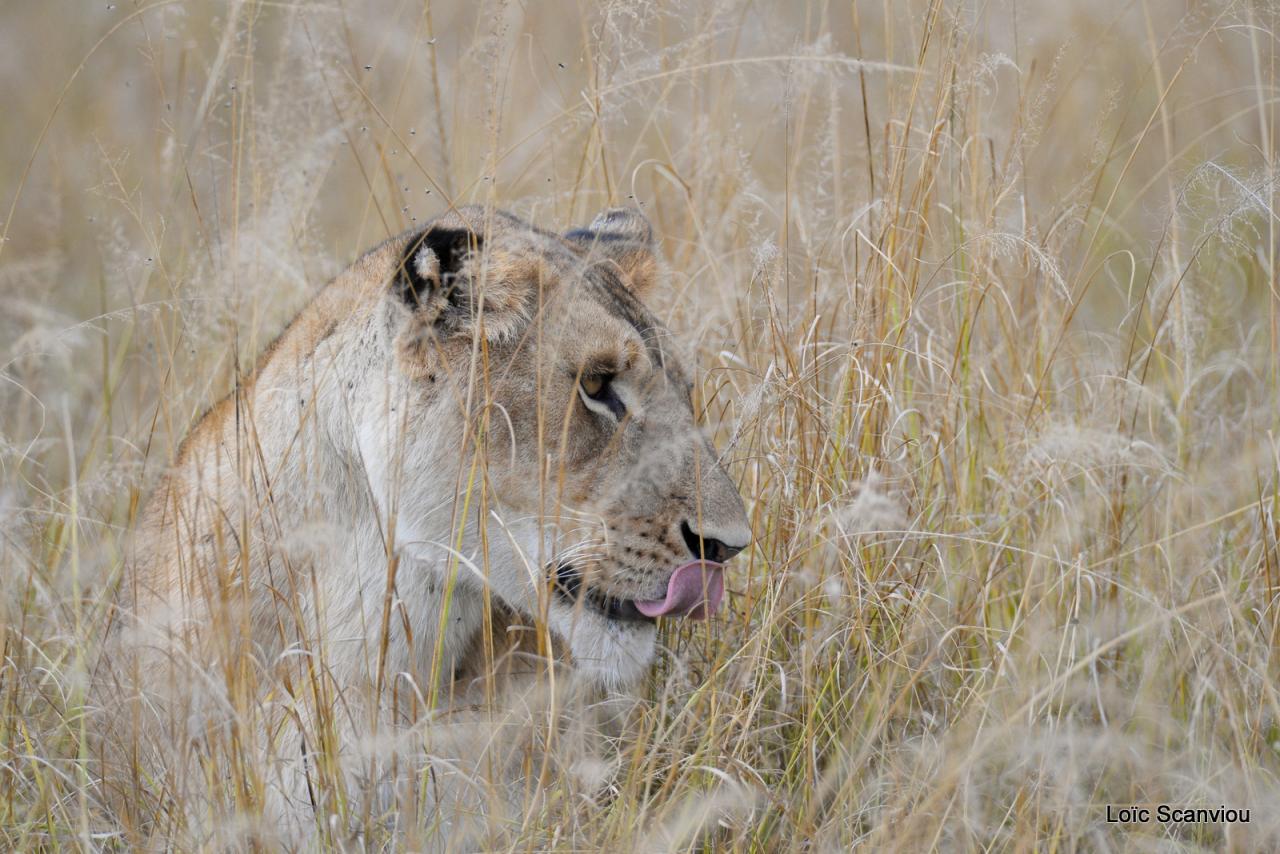 Lion (12)