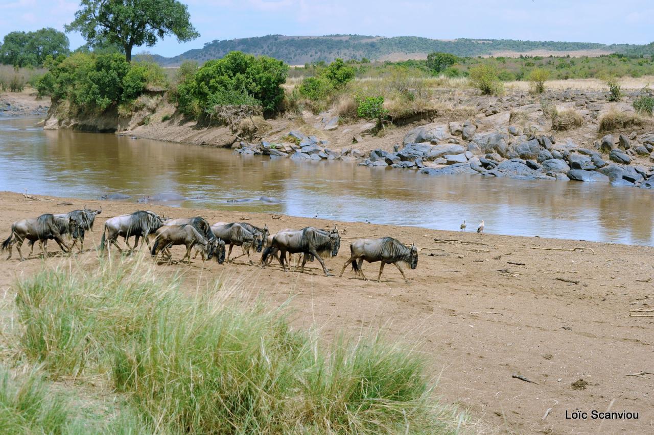 Traversée de la Mara/Mara River Crossing (17)