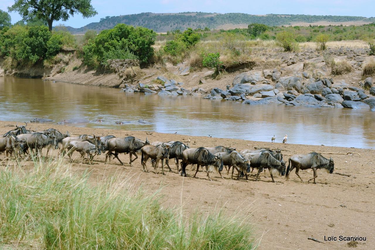 Traversée de la Mara/Mara River Crossing (18)