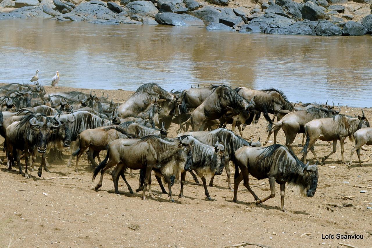 Traversée de la Mara/Mara River Crossing (20)