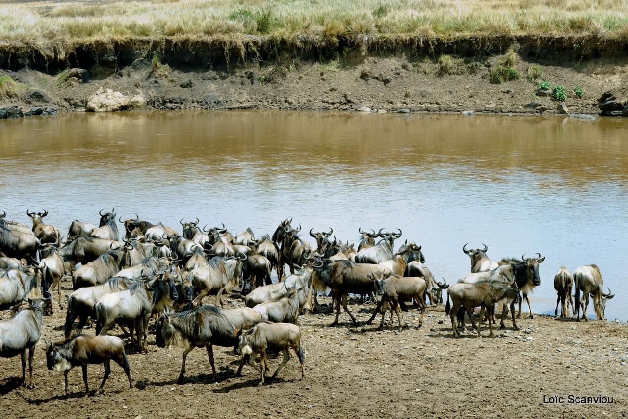 Traversée de la Mara/Mara River Crossing (21)