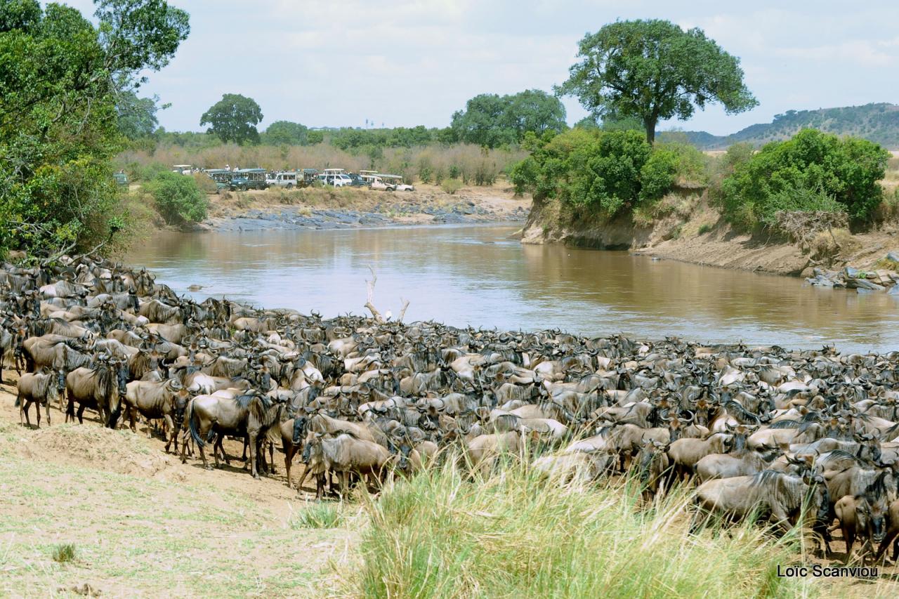 Traversée de la Mara/Mara River Crossing (22)