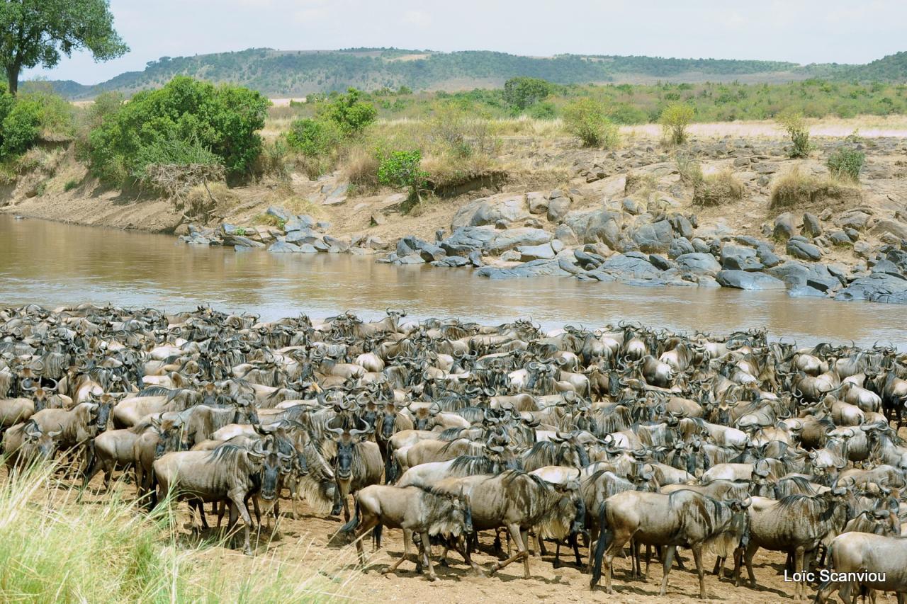 Traversée de la Mara/Mara River Crossing (23)