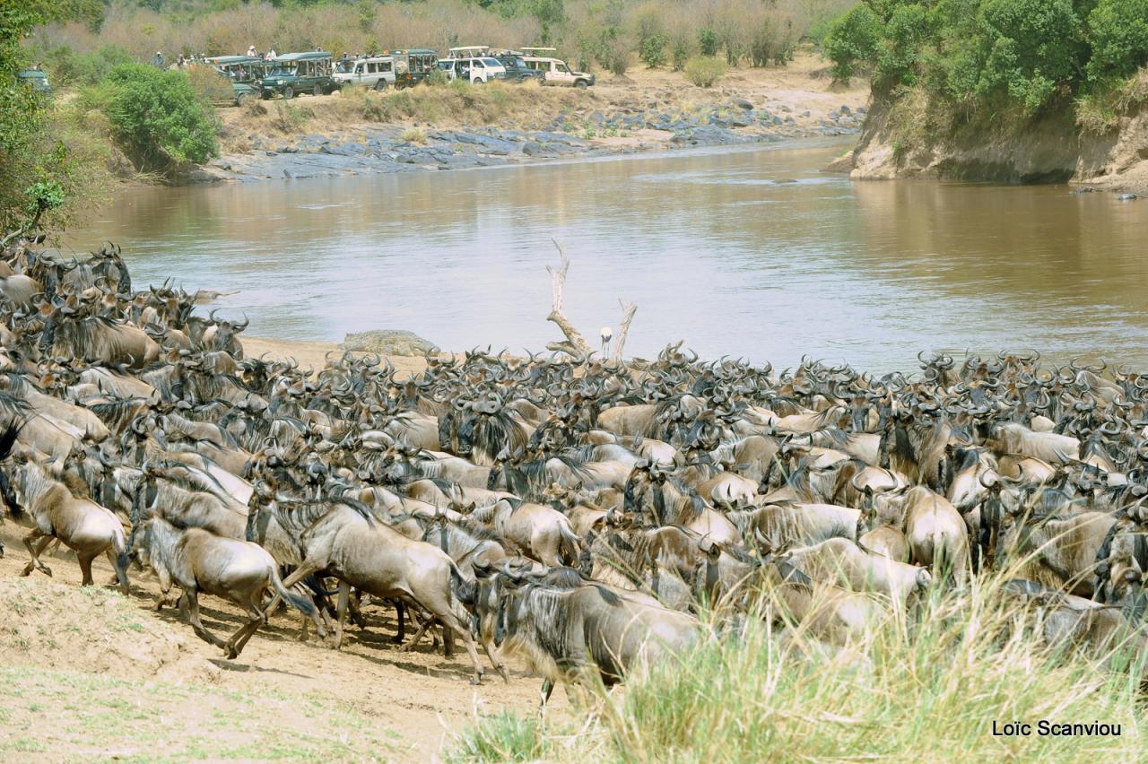 Traversée de la Mara/Mara River Crossing (24)