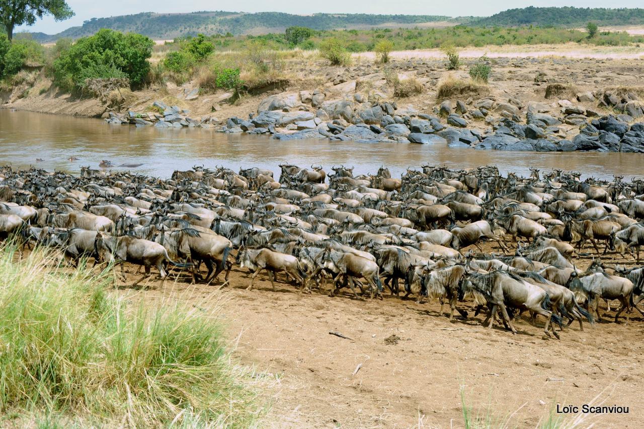 Traversée de la Mara/Mara River Crossing (25)