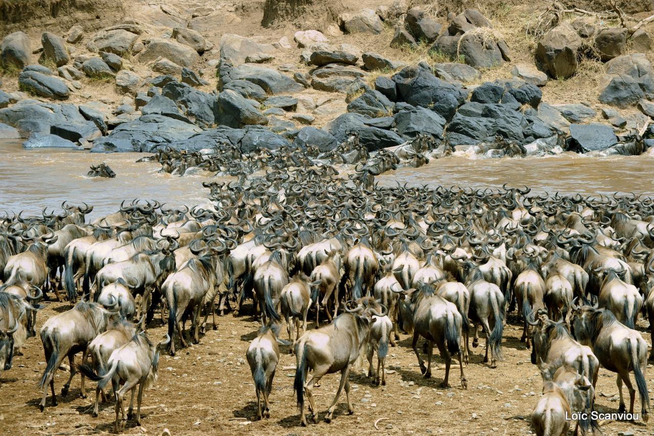 Traversée de la Mara/Mara River Crossing (26)