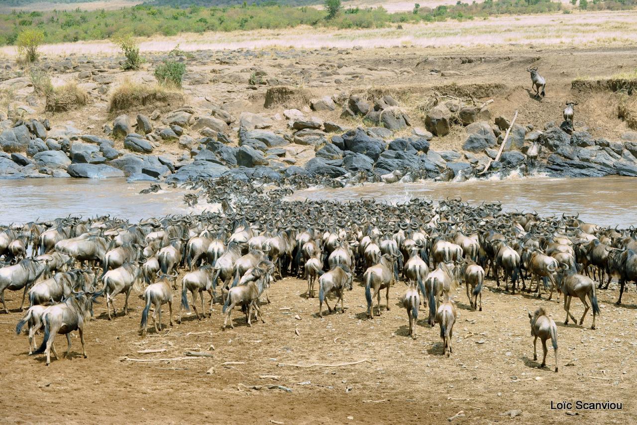 Traversée de la Mara/Mara River Crossing (27)