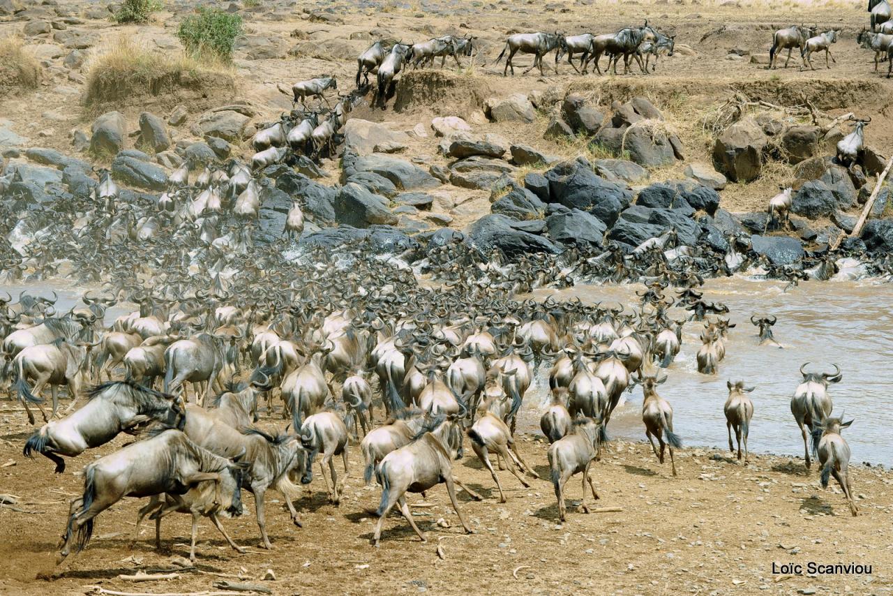 Traversée de la Mara/Mara River Crossing (28)