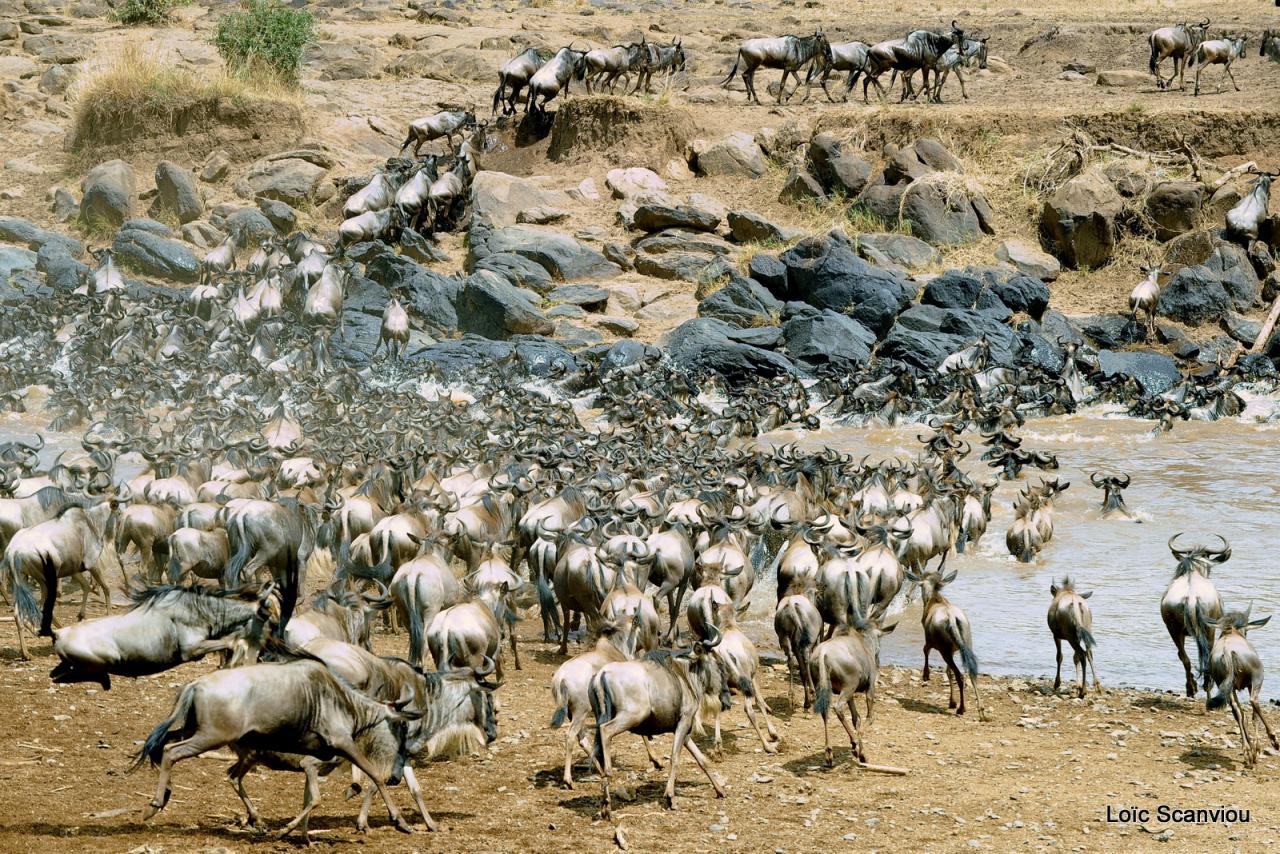 Traversée de la Mara/Mara River Crossing (29)