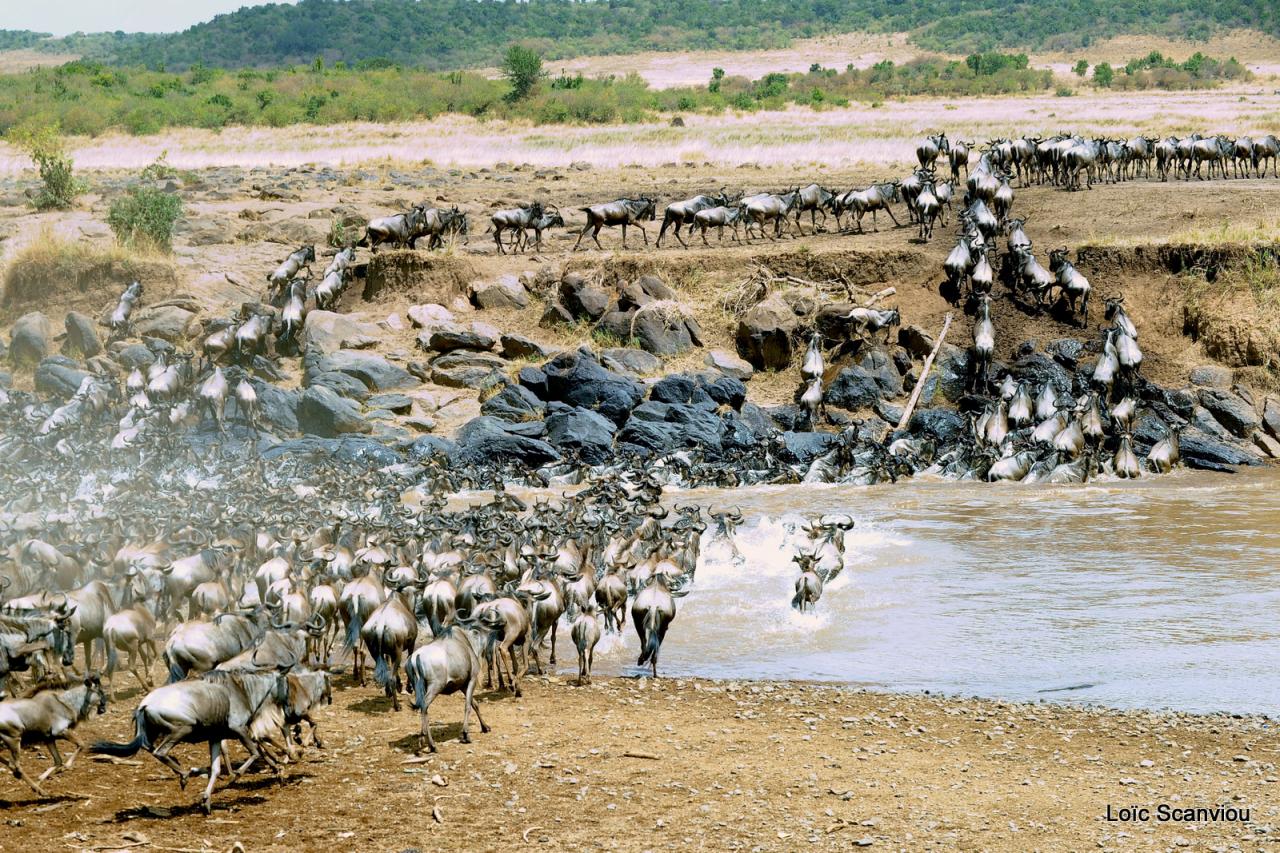 Traversée de la Mara/Mara River Crossing (30)