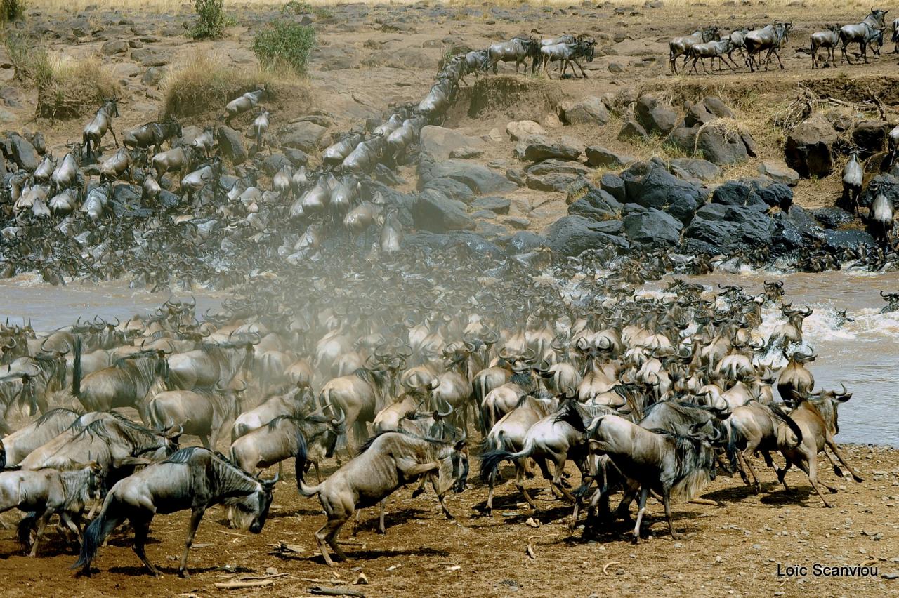 Traversée de la Mara/Mara River Crossing (31)