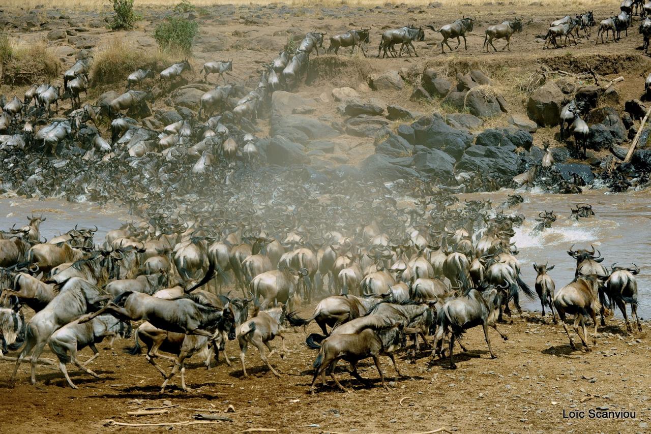 Traversée de la Mara/Mara River Crossing (32)