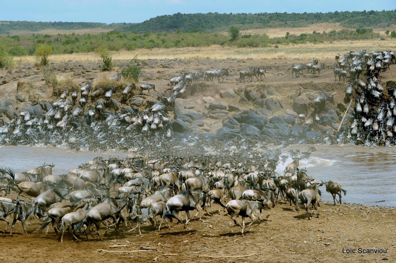 Traversée de la Mara/Mara River Crossing (33)