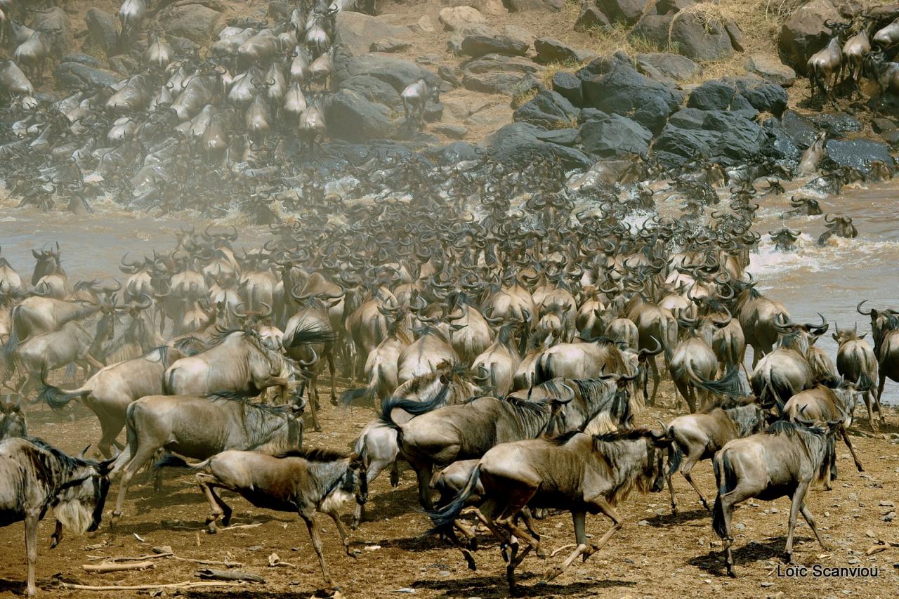Traversée de la Mara/Mara River Crossing (35)