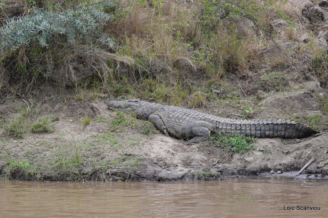 Crocodile (1)