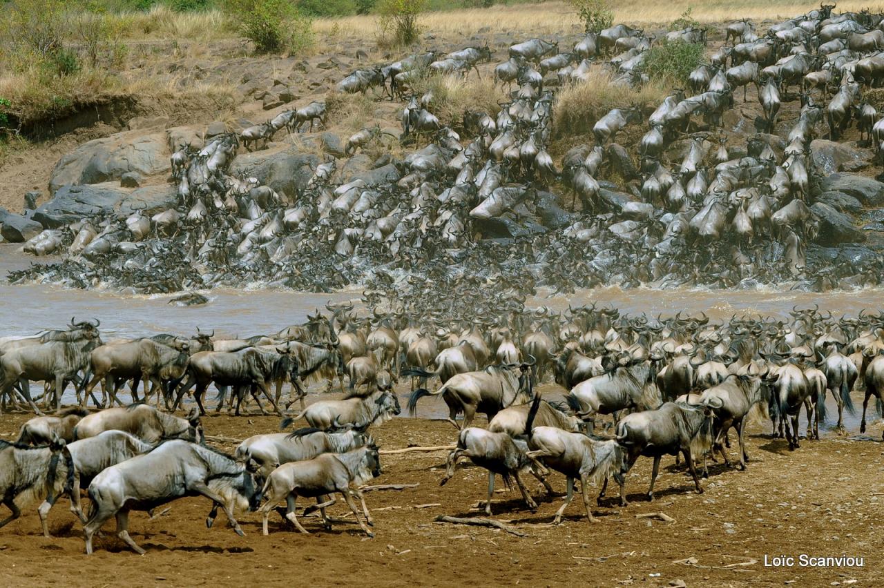 Traversée de la Mara/Mara River Crossing (37)