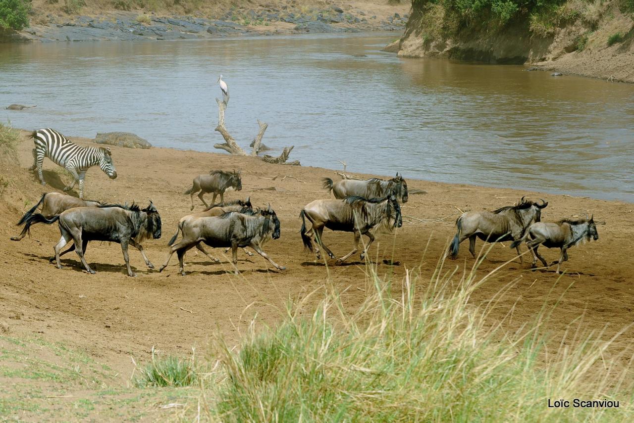 Traversée de la Mara/Mara River Crossing (38)