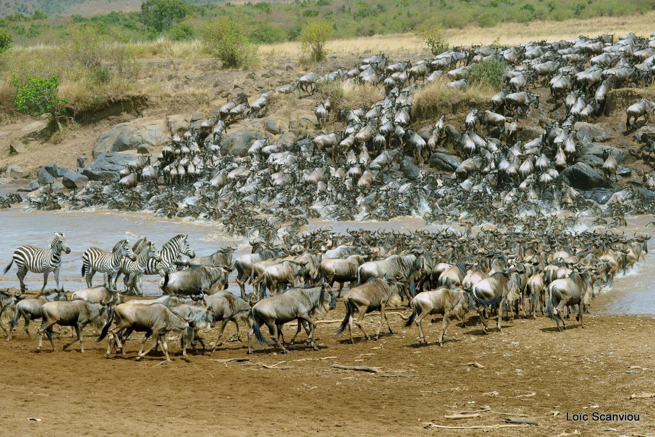 Traversée de la Mara/Mara River Crossing (39)
