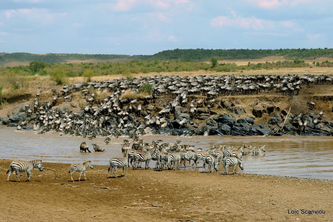 Traversée de la Mara/Mara River Crossing (40)