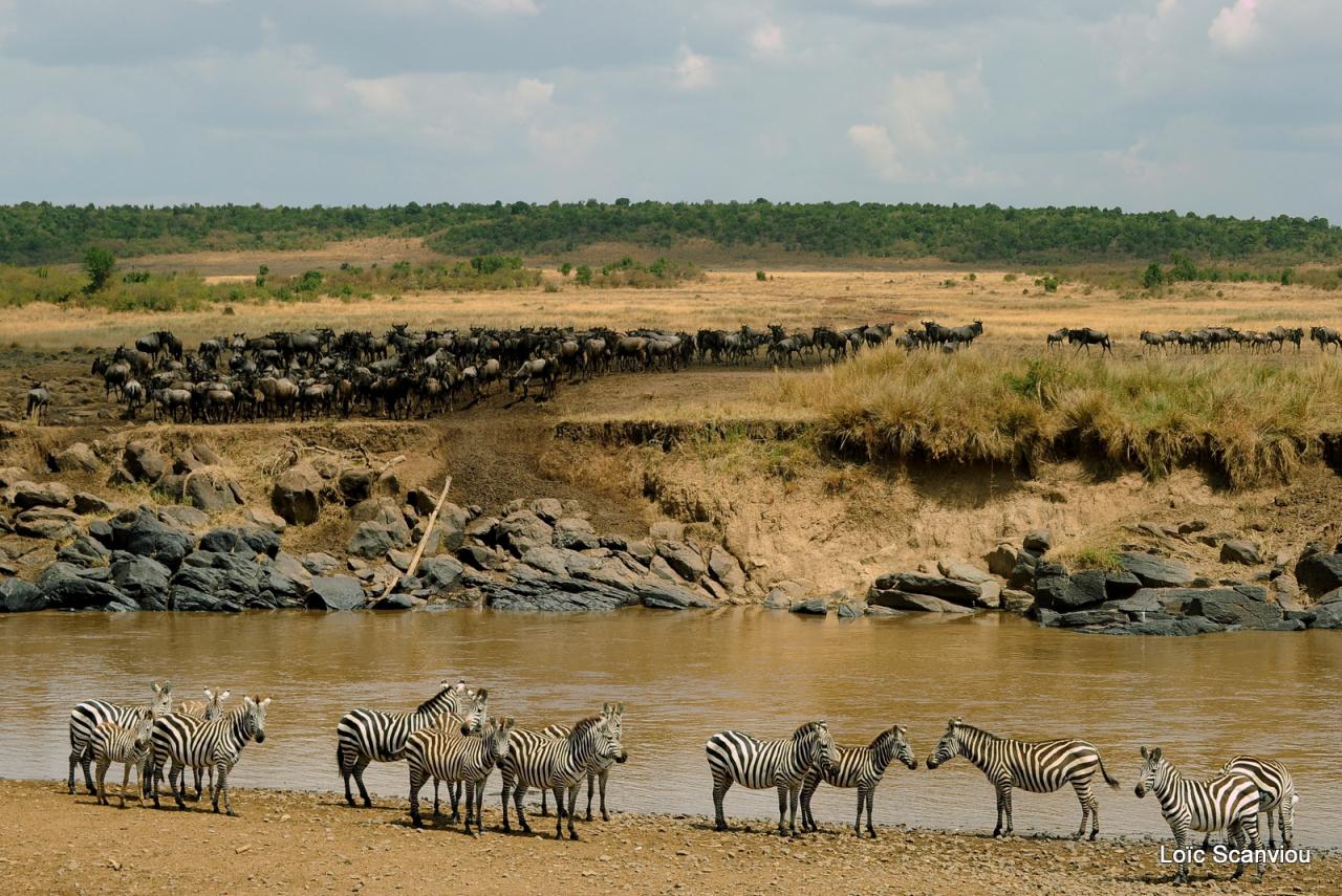 Traversée de la Mara/Mara River Crossing (41)