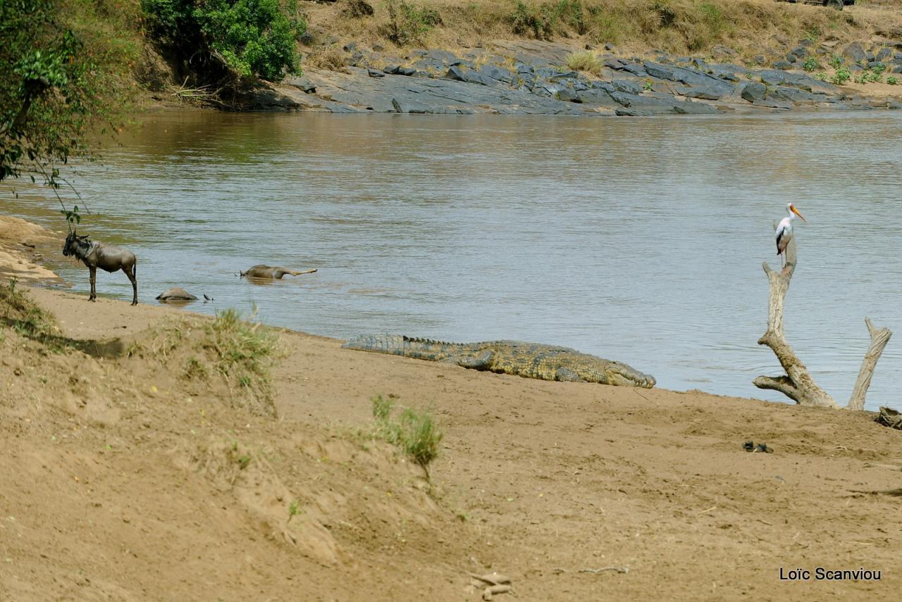 Crocodile (31)