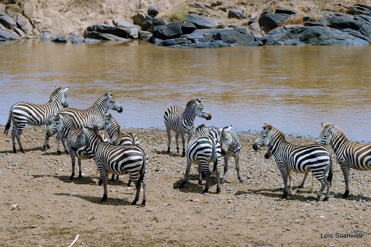 Zèbre/Zebra (7)