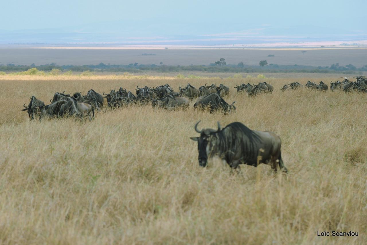 Migration des gnous/Wildebeest Migration (7)