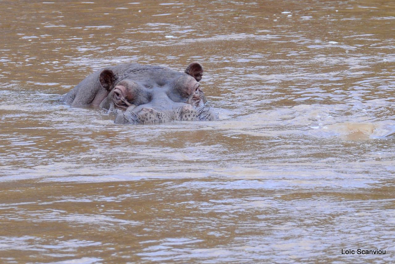 Hippopotame/Hippopotamus (1)