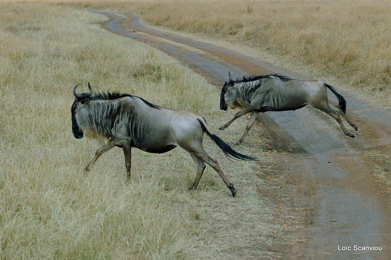 Migration des gnous/Wildebeest Migration (8)