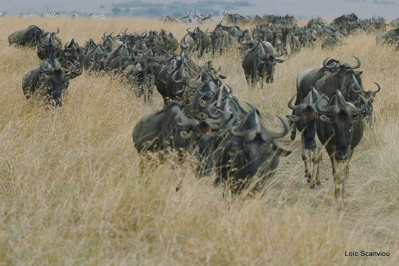 Migration des gnous/Wildebeest Migration (10)